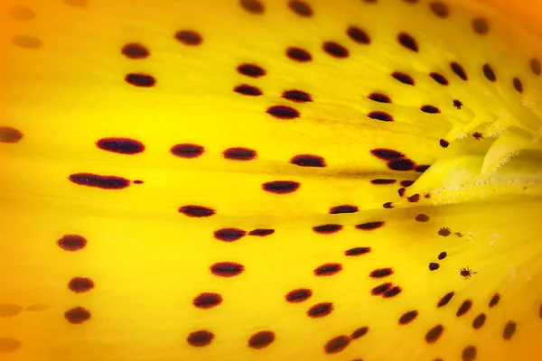 Makro beautyful sarı zambak kadar kapatın — Stok fotoğraf