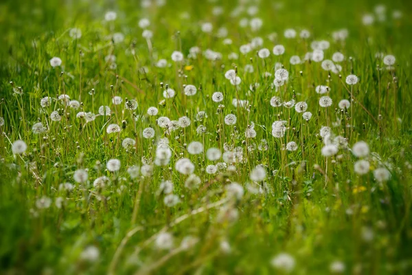 Diente de león sobre hierba verde en el día de verano — Foto de Stock