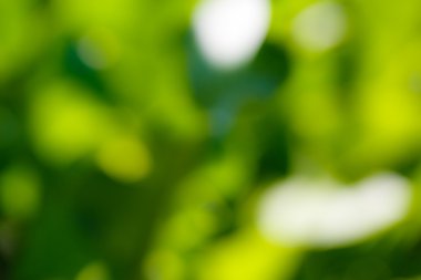 Doğal yeşil arkaplan