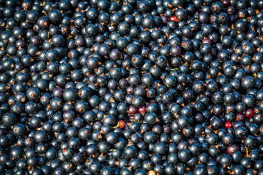 Ham Siyah frenk üzümü arka plan