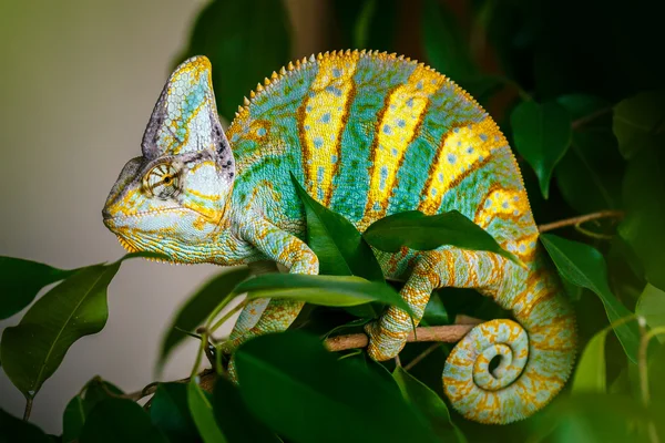 Yemen chameleon — Stock Photo, Image