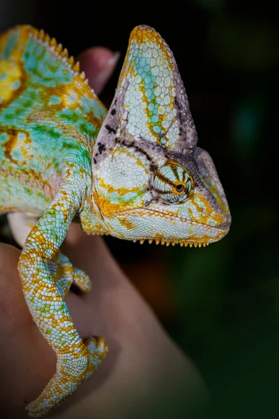 Yemen chameleon — Stock Photo, Image