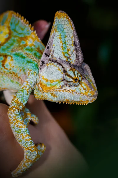 Camaleão do Iémen — Fotografia de Stock