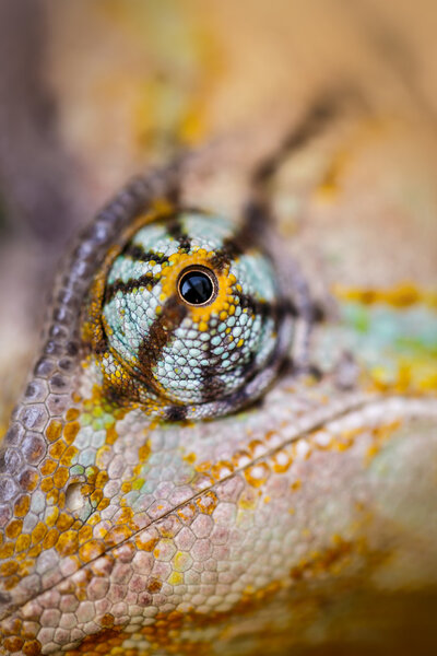 Veiled chameleon is staring at the camera (Chamaeleo calyptratus)