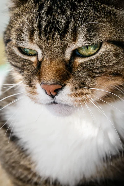 Close up Hauskatze gestromt — Stockfoto