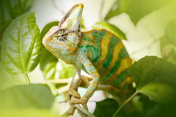 Yemen chameleon — Stock Photo, Image