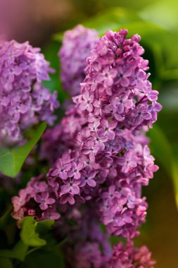 Bahar leylağı çiçekli yeşil dal