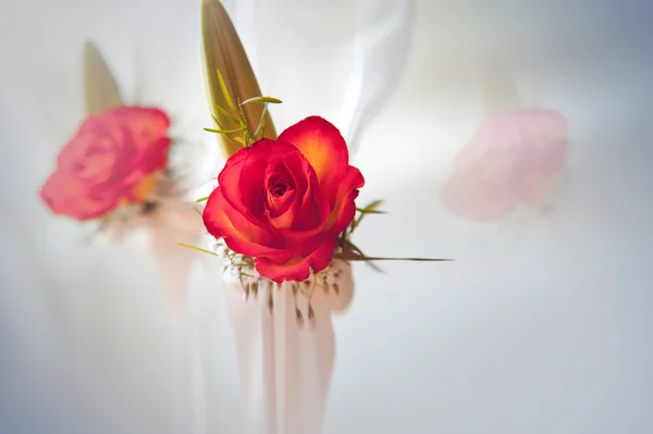 Helt blommade, härlig röd ros med stjälk och blad på vit bakgrund, med reflektion — Stockfoto