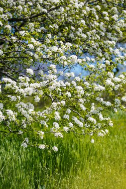 güzel çiçekler çiçek açması bir ağaç dalı