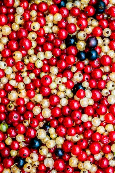 Yakın beyaz veya sarı, kırmızı, siyah ham Frenk üzümü arka plan — Stok fotoğraf