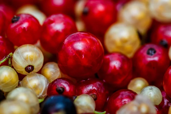 Yakın beyaz veya sarı, kırmızı, siyah ham Frenk üzümü arka plan — Stok fotoğraf