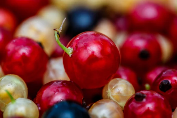 Close up white or yellow, red,  black  raw currant background — Stock Photo, Image