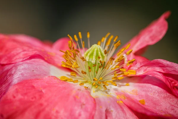 Nahaufnahme der blühenden roten Mohnblumen und Mohnknospen. — Stockfoto