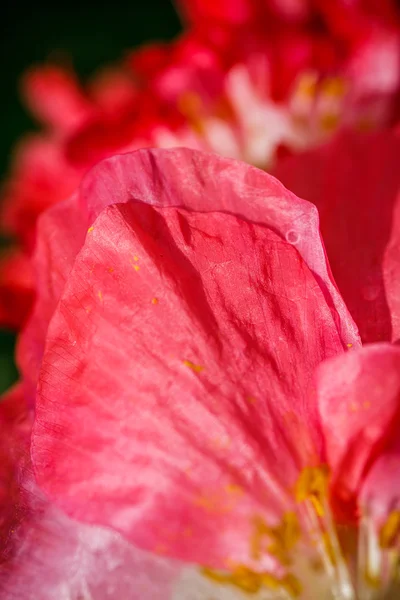 Nahaufnahme der blühenden roten Mohnblumen und Mohnknospen. — Stockfoto