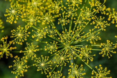 Fennel (Foeniculum vulgare). Fennel flower on a green background. Flower of dill.