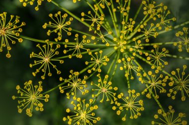 Fennel (Foeniculum vulgare). Fennel flower on a green background. Flower of dill.
