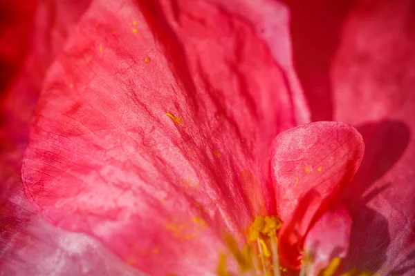 Nahaufnahme der blühenden roten Mohnblumen und Mohnknospen. — Stockfoto