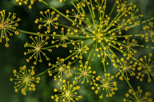 Fenchel (foeniculum vulgare). Fenchelblüte auf grünem Hintergrund. Dillblüte. — Stockfoto