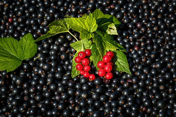 Red Currant close up on the  raw black currant background — Stok fotoğraf