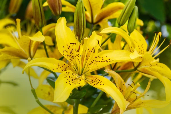 Yellow lily — Stock Photo, Image