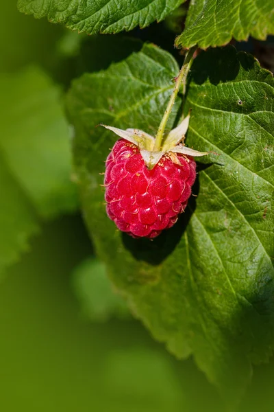 Raspberriy. Groeiende biologische bessen close-up. Rijpe frambozen in de fruit-tuin — Stockfoto