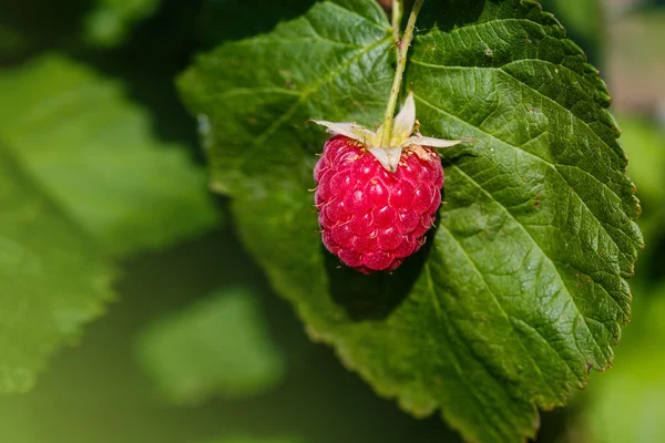 Raspberriy. Groeiende biologische bessen close-up. Rijpe frambozen in de fruit-tuin — Stockfoto