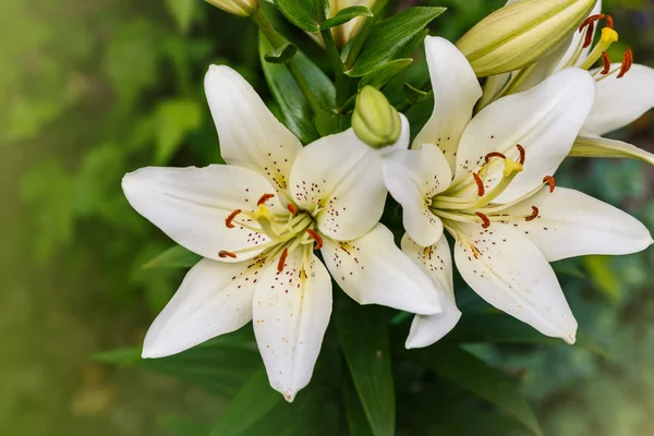 White lily field — Stock Photo, Image