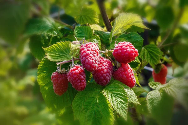 Малина. Выращивание органических ягод крупным планом. Спелая малина в фруктовом саду Лицензионные Стоковые Изображения