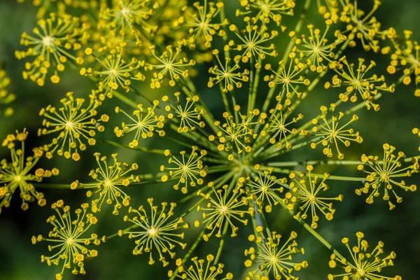 Фенхель (Foeniculum vulgare). Цветок фенхеля на зеленом фоне. Цветок укропа . Лицензионные Стоковые Изображения