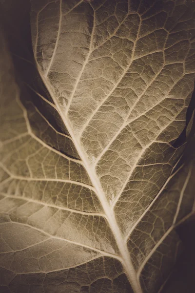 Fermer la texture des feuilles — Photo