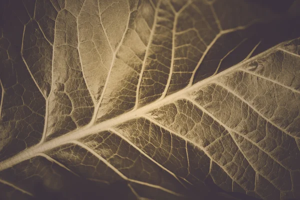 Fermer la texture des feuilles — Photo