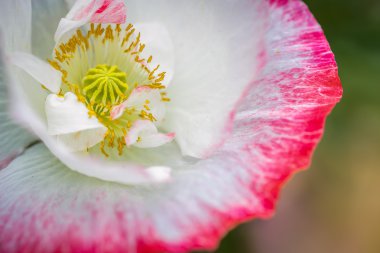 pembe poppy yakın çekim