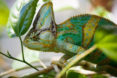 Yemen chameleon is sitting on the branch  and hunting the cockroach