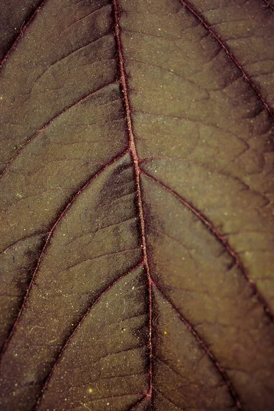 Closeup leaves texture — Stock fotografie