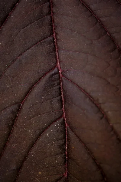 Closeup leaves texture — Stock fotografie