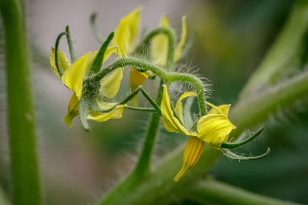 Bulanık arkaplanda domateslerin parlak sarı çiçekleri — Stok fotoğraf
