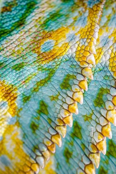 Nahaufnahme der Haut eines Chamäleons mit vier Hörnern, chamaeleo quadricornis — Stockfoto