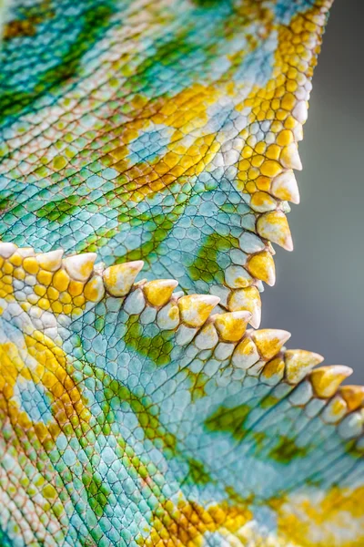 Close up of Four-horned Chameleon skin background, Chamaeleo quadricornis — Stockfoto