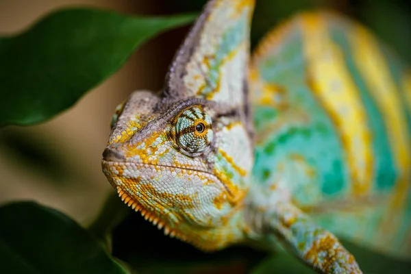 Yemen chameleon — Stock Photo, Image