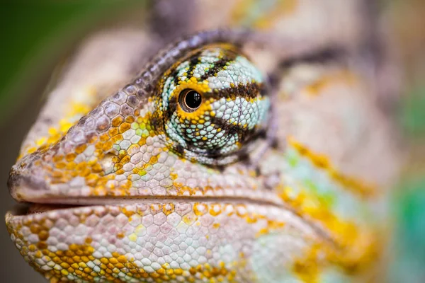 Yemen chameleon — Stock Photo, Image