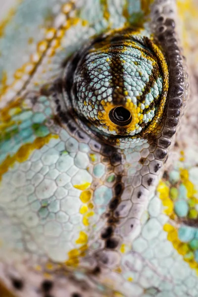 Kameleon to patrząc na kamery (Chamaeleo calyptratus) — Zdjęcie stockowe