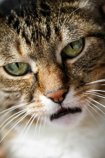 Angry domestic cat — Stock Photo, Image