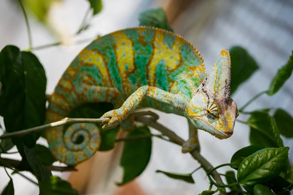 Yemen chameleon — Stock Photo, Image