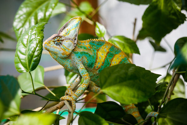 Йеменский хамелеон
