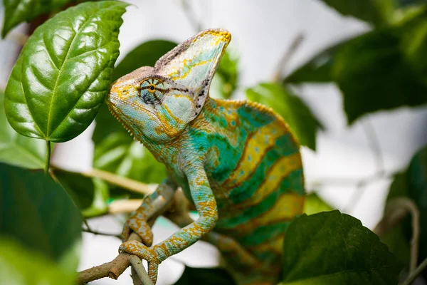 Yemen chameleon — Stock Photo, Image