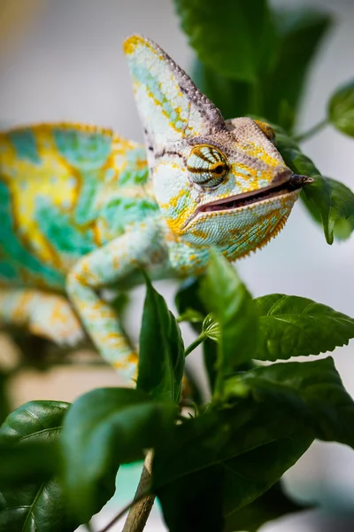 Jemen-Chamäleon — Stockfoto