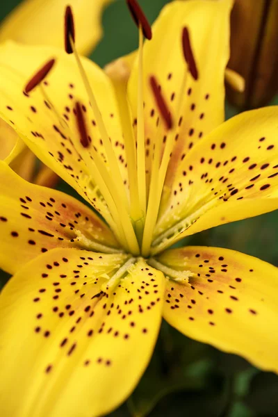 Yellow lily close up — Stock Photo, Image