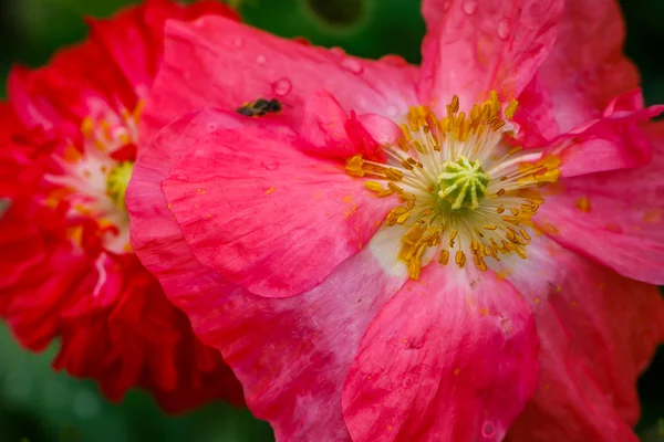 Close up van de bloeiende rode papaver bloemen en poppy toppen. — Stockfoto