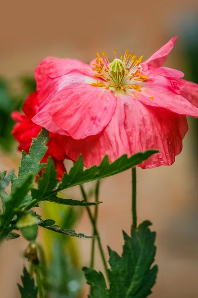 Close up van de bloeiende rode papaver bloemen en poppy toppen. — Stockfoto