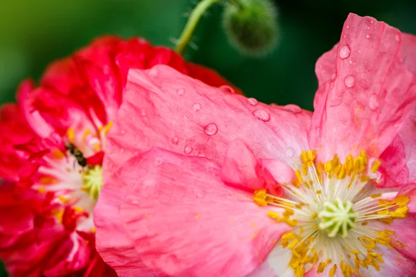 Close up van de bloeiende rode papaver bloemen en poppy toppen. — Stockfoto